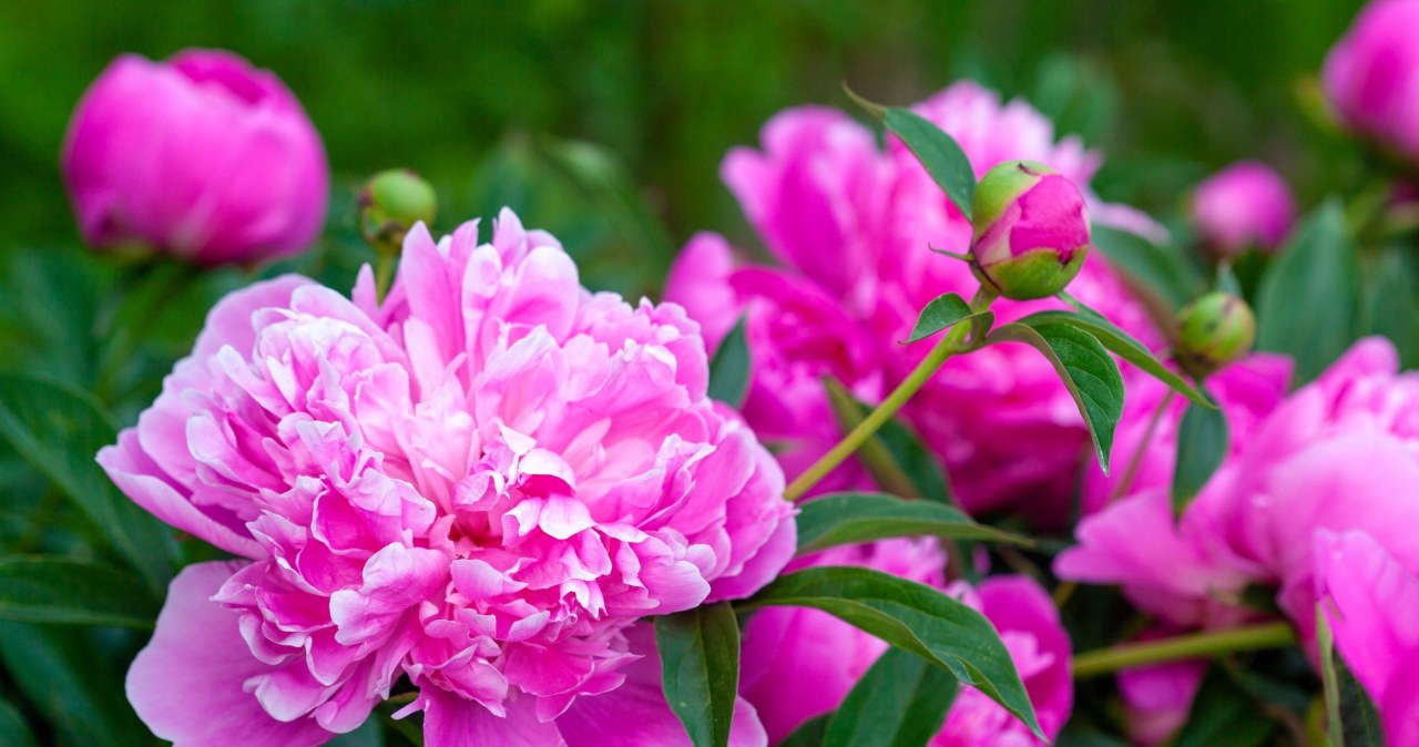 It is worth taking care of peonies now so that they bloom beautifully /123RF/PICSEL