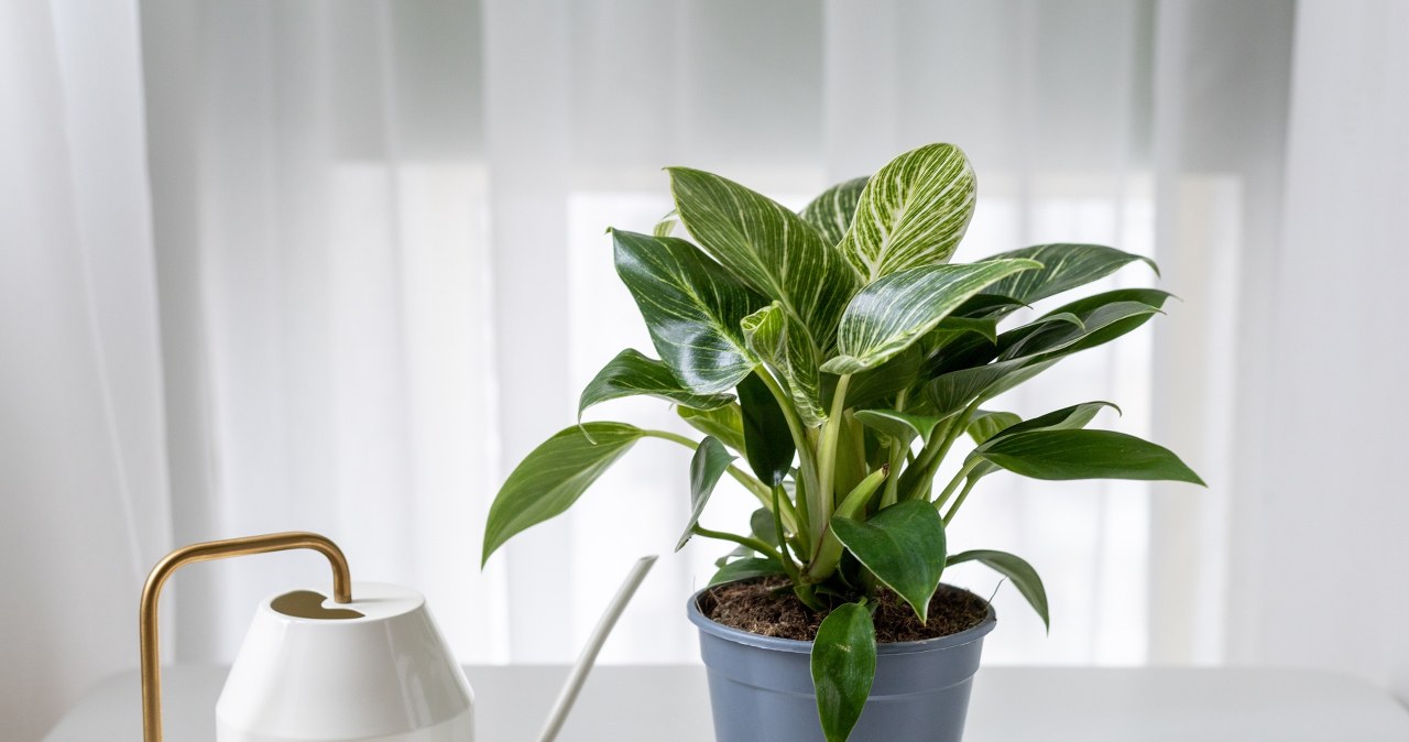 Watering your philodendron with a homemade fertilizer will stimulate it to grow