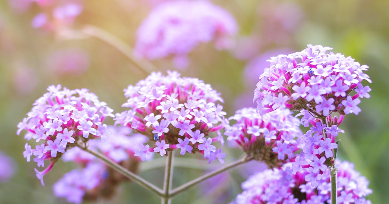 Patagonian verbena can bloom until autumn /123RF/PICSEL