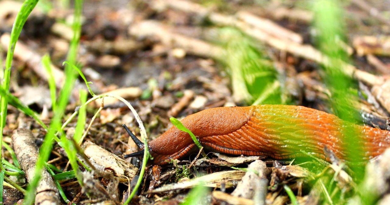 Snails in the garden are a common problem for gardeners /Canva Pro