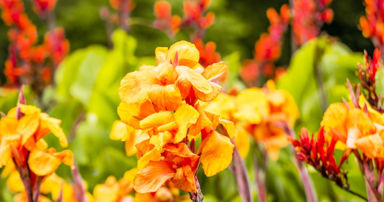 Kanna gives the garden an exotic and phenomenal character /Pixel