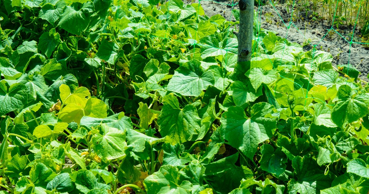 Cucumbers will grow well, among others: accompanied by dill and lettuce /Pixel