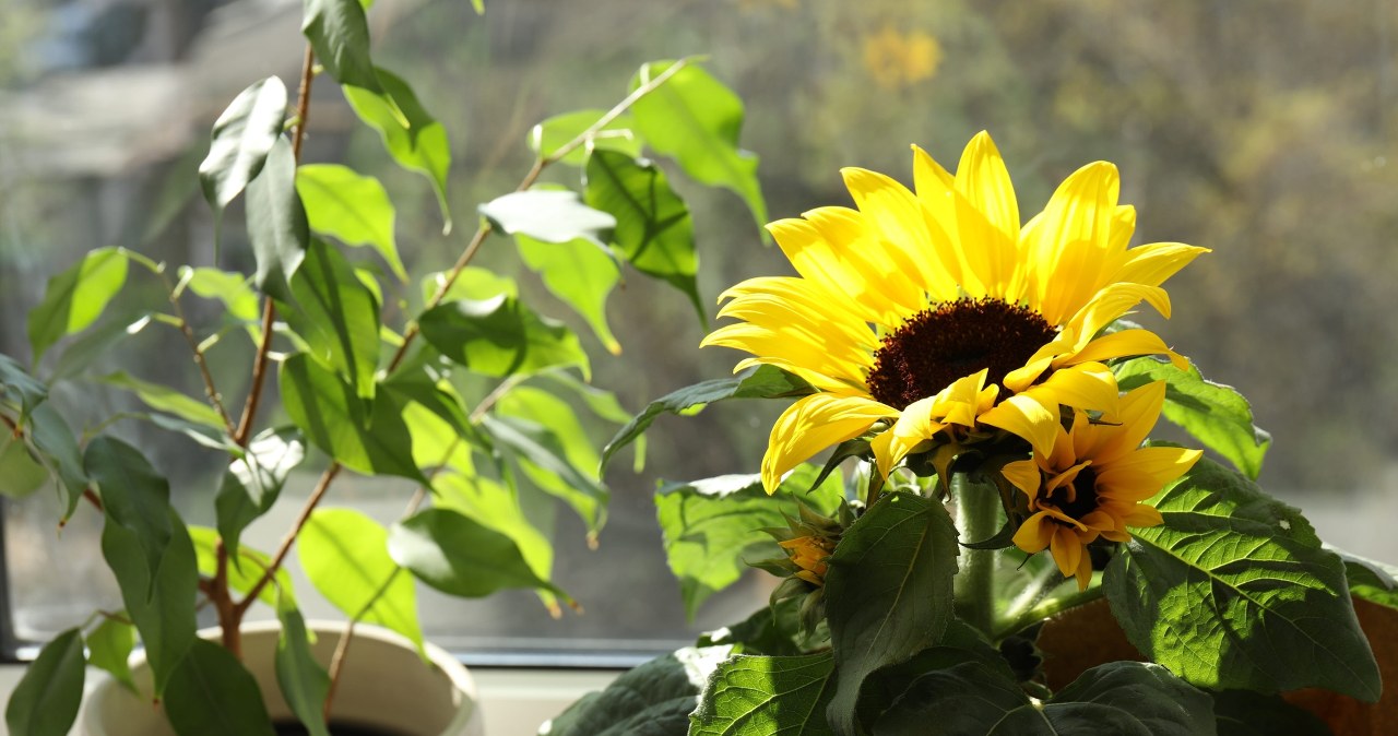 Sunflowers look great both grown in the ground and in a pot. /Pixel
