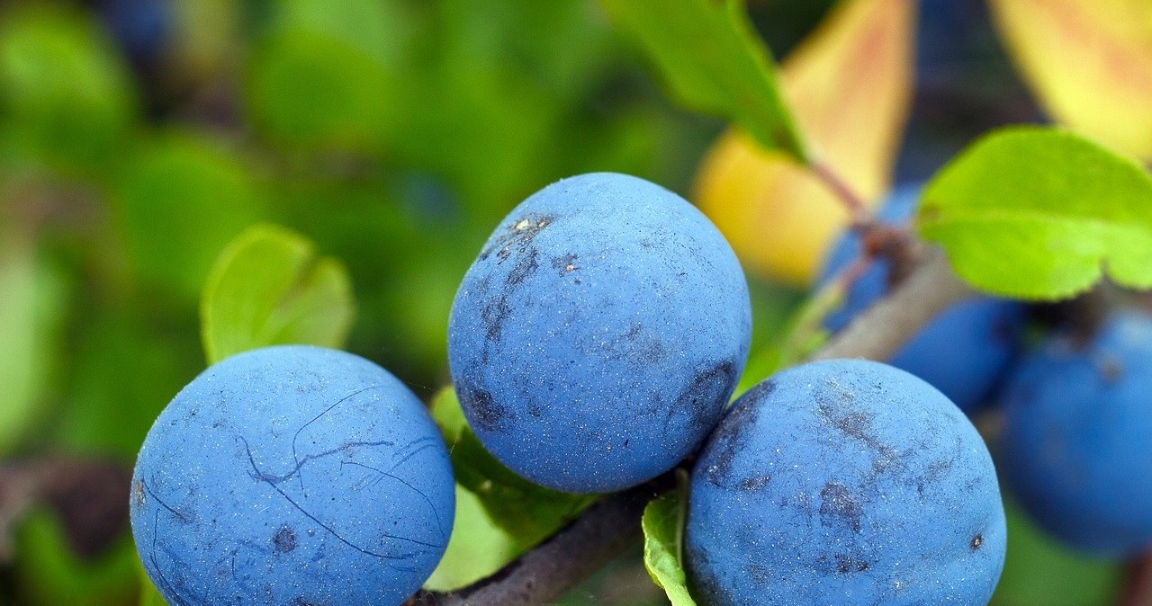 Plant it next to the plum tree. When in season, the fruit will be plump and sweet like candy