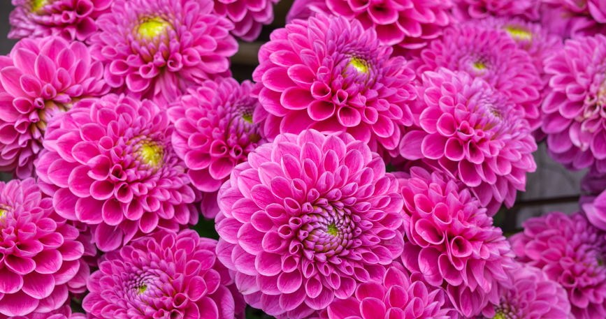 Flowers from grandma's garden are back in fashion. When to plant them?