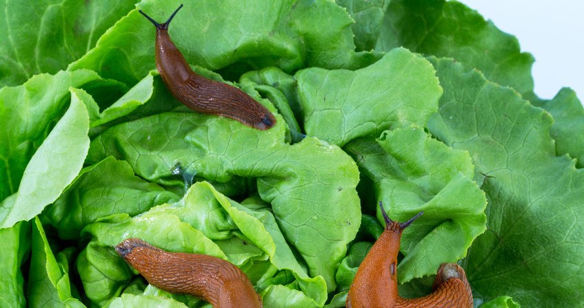 Strengthens tomatoes and repels snails. In spring I scatter it on the beds