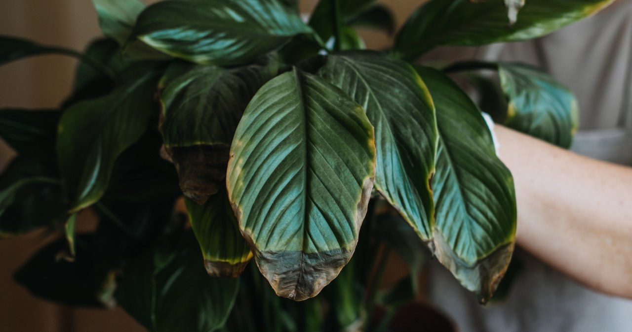 Brown leaves in winter? Don't cut out what saves the specimen