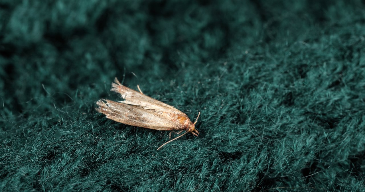 Wipe the kitchen and bedroom cabinets with this. Moths will stay away