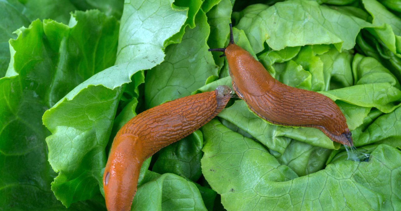 Mix it with coffee. Thanks to this, you will no longer see a single snail in the garden