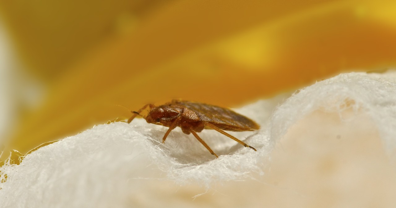 Bedbugs love this plant. You better not bring it home