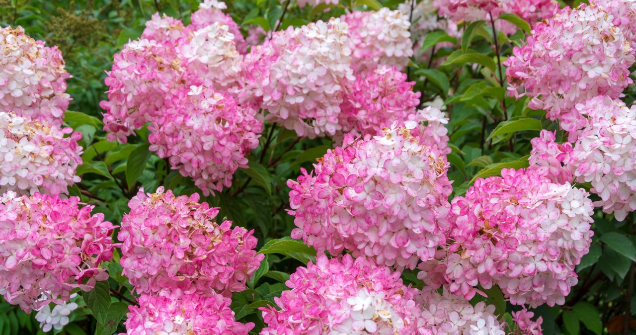 Don't throw it away, but bury it under the hydrangea. You will have the most beautiful bush in the area