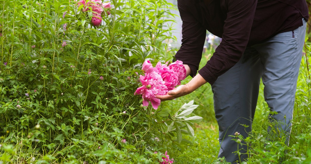 Do it with peonies right now. They will reward you with lots of flowers