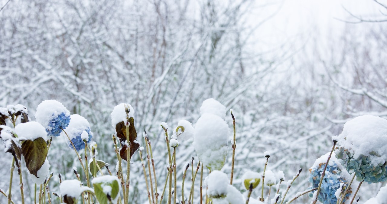 Go to the garden and do it with hydrangeas. Without it, there is no chance for flowers