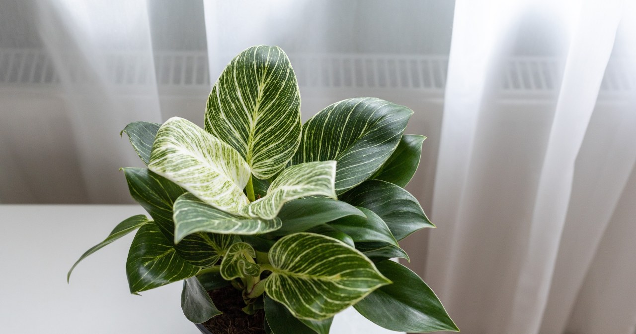 I use my grandmother's method. Thanks to her, the philodendron finally started to grow