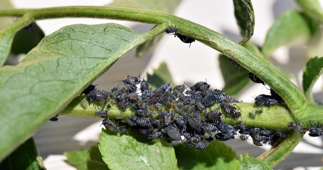 Do this and the aphids won't touch your dill or lettuce. This trick deserves a gold medal