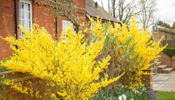 These bushes are the first to bloom. They enliven the garden at the beginning of March