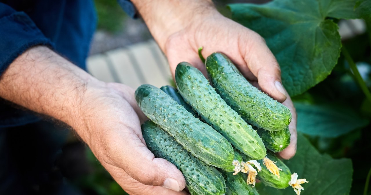 Plant these cucumber varieties this year. They do not turn bitter and are perfect for preserves
