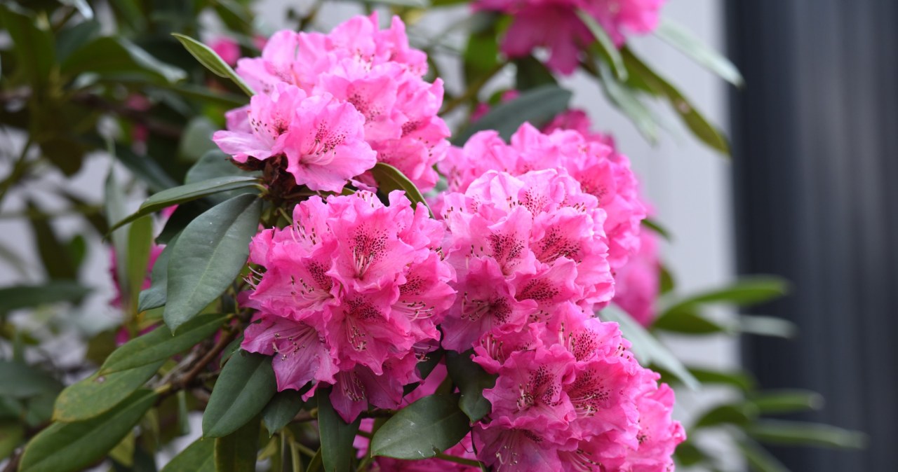 In March I feed this to my rhododendrons. In summer, they bloom most beautifully in the area