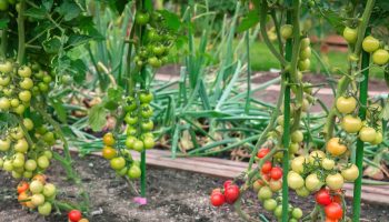 Before you plant tomatoes, do this. The yields will be much greater
