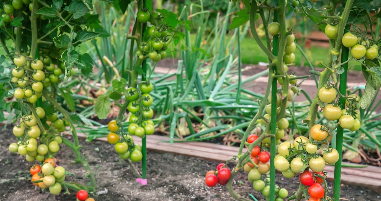 Before you plant tomatoes, do this. The yields will be much greater