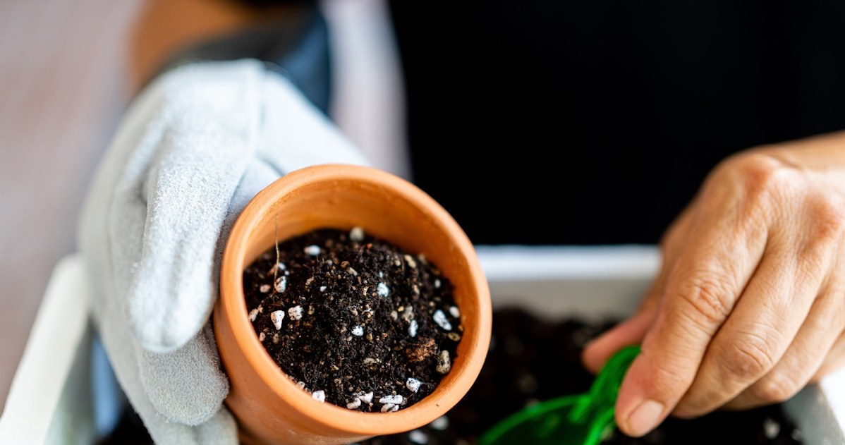 It decorates the garden until autumn. Don't miss the sowing date