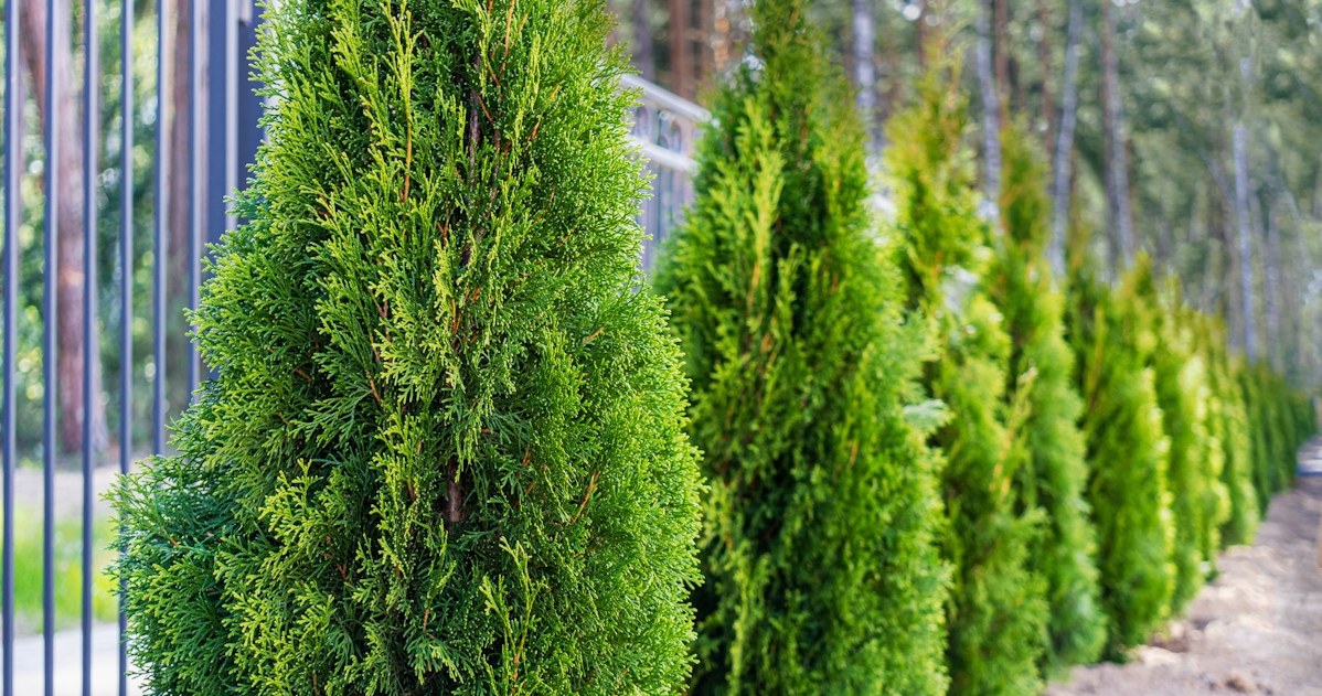 Before spring comes, I water the thuja with it. They are strong and healthy all year round
