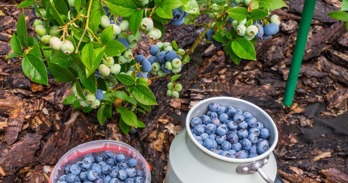 Instead of throwing it away, sprinkle it with blueberries. You will collect the fruit in buckets