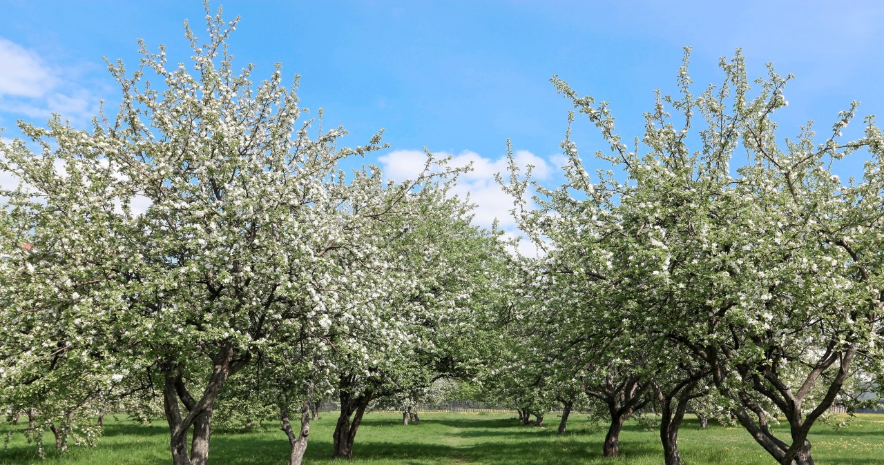 I water my apple trees with this every spring. In season, the branches are full of apples