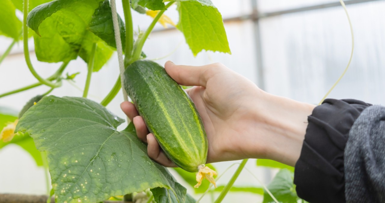 I always plant it next to cucumbers. No one else in the area has such harvests