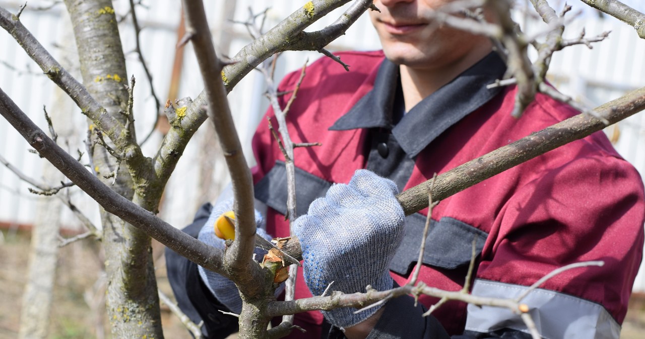 The date of an important treatment for sweet cherries is approaching. Don't miss it, otherwise threads will come out of the fruit