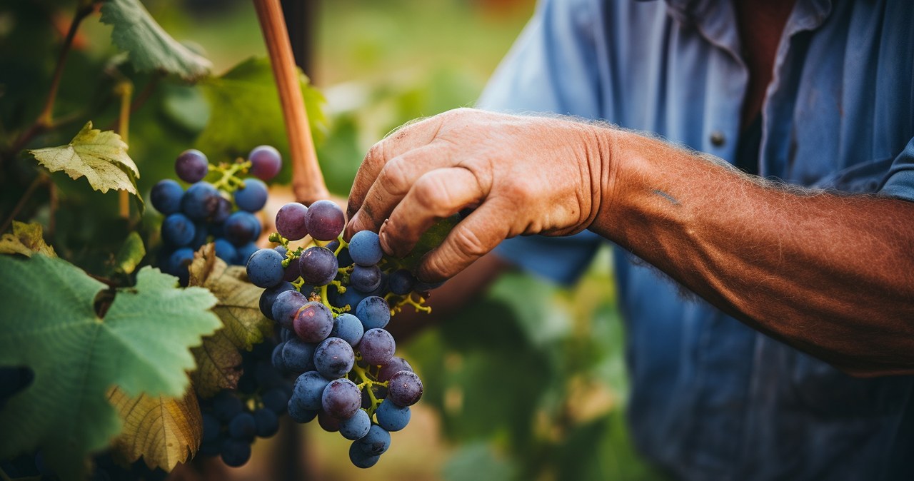 Do this with your vines in winter. During the season, you will collect fruit in baskets