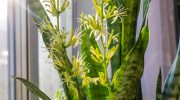 Sansevieria may bloom. However, you need to take care of it