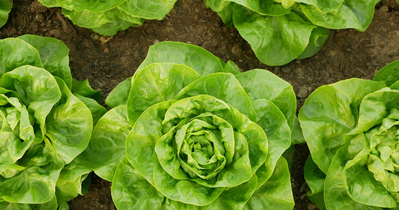 Do you want to have news earlier than your neighbors? All you have to do is do it