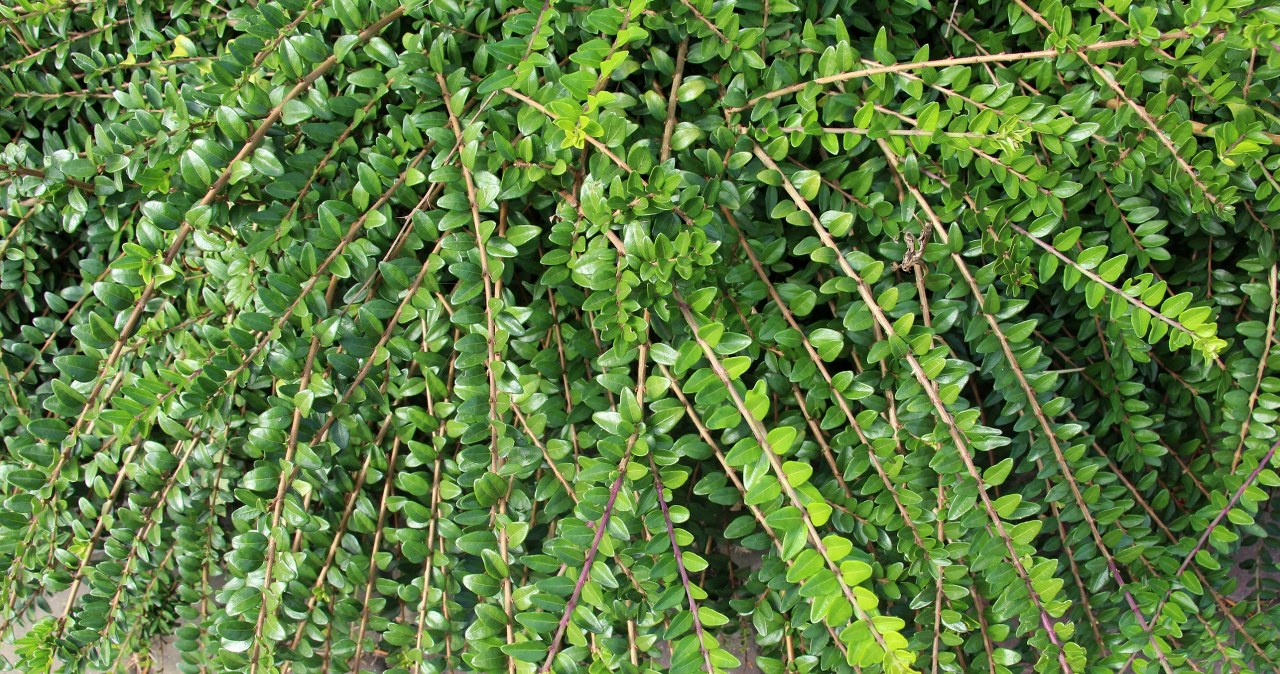 This year I am planting boxwood instead. The boxwood moth won't threaten me anymore