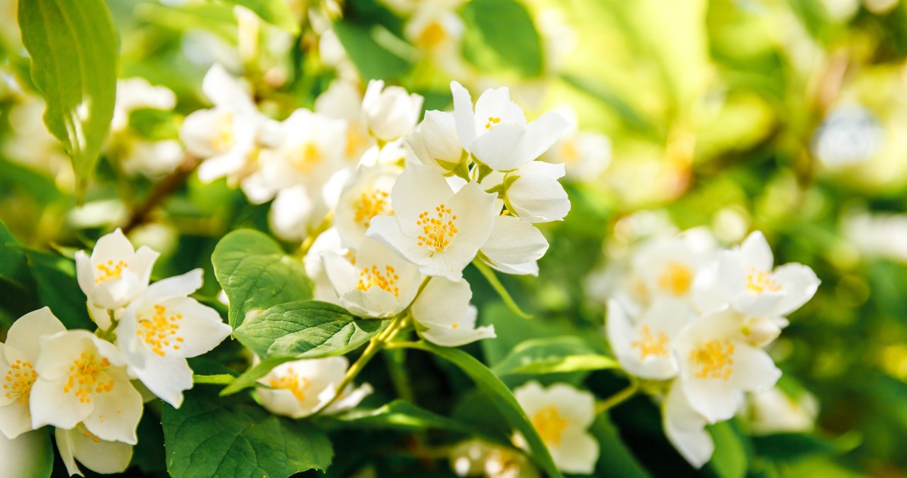 They are as beautiful as hydrangeas, and much less demanding. Any gardener can handle it