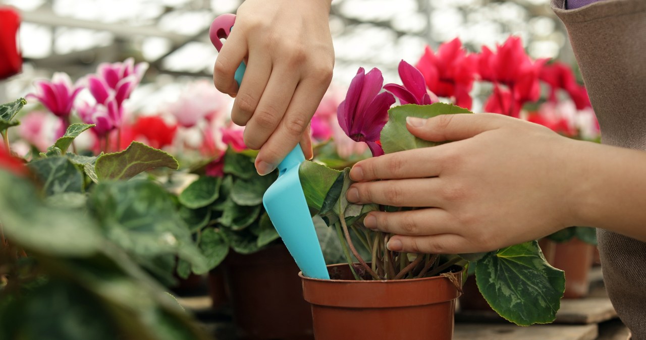 Eat the pulp and use the peels to make plant fertilizer. They will soon be drowned in flowers