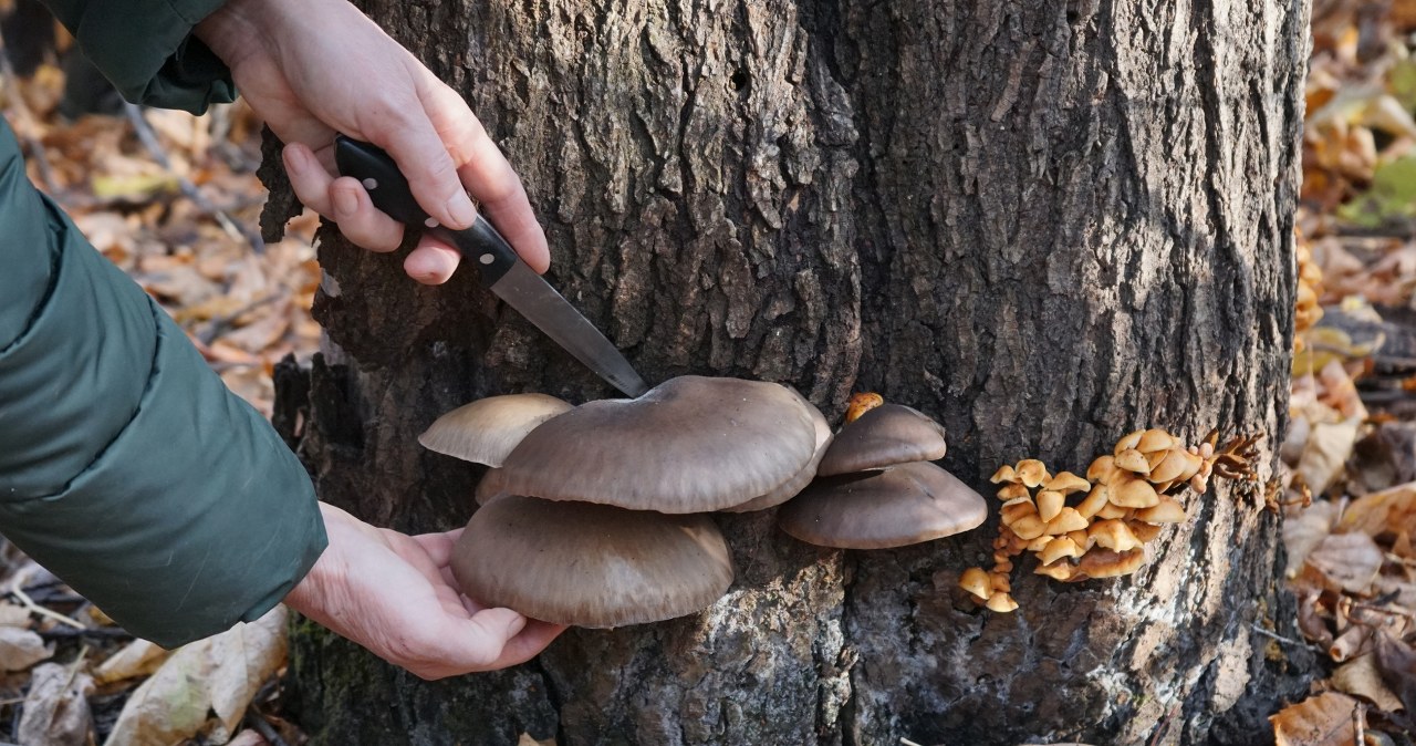 You can still find these mushrooms in the forest. They are not even afraid of frost