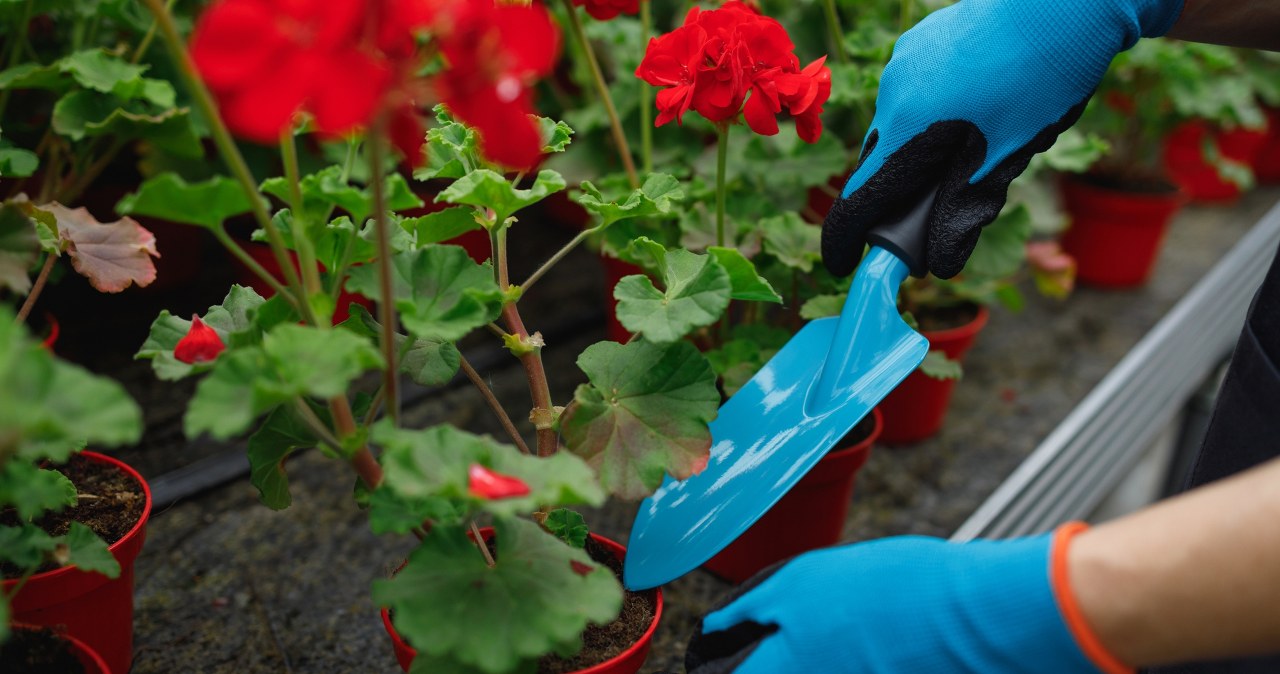 Peel, dry and pour into a pot. You will strengthen plants that will bloom luxuriantly