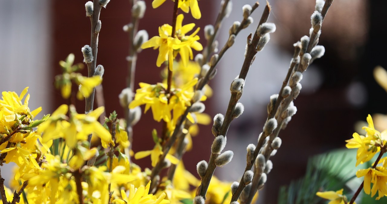 Bring it from the garden and put it in a vase. They will bloom, despite frost