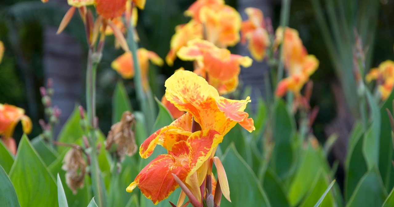 Gardeners love it. If you have this plant in your garden, act as early as February