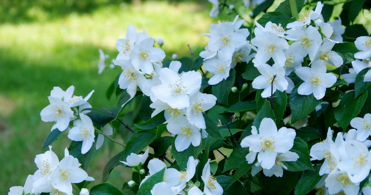 Plant them instead of hydrangeas. They are not capricious and bloom for a long time
