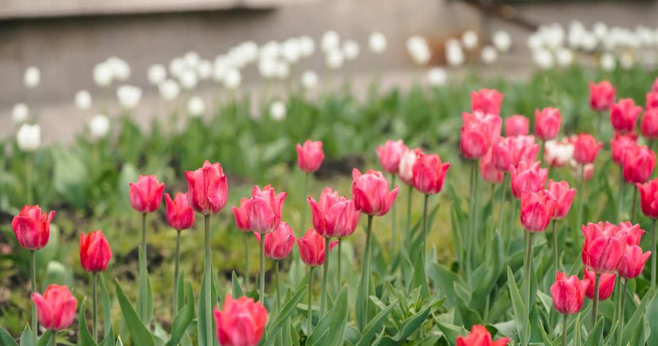 Instead of throwing it away, use it in the garden. The tulips will be the most beautiful in the area