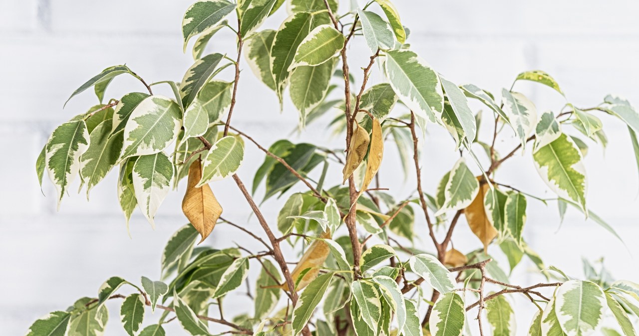Is the ficus losing leaves? All you need is this homemade conditioner and it will quickly revive