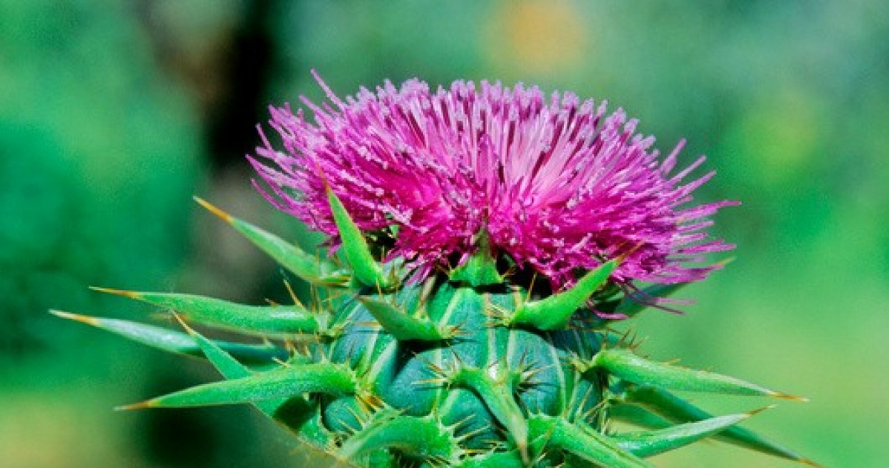 It looks beautiful and supports the liver. Your neighbor will envy you this "troublemaker"