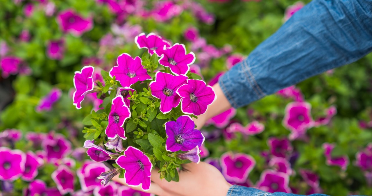 Don't miss the best time to plant petunias. It's coming soon