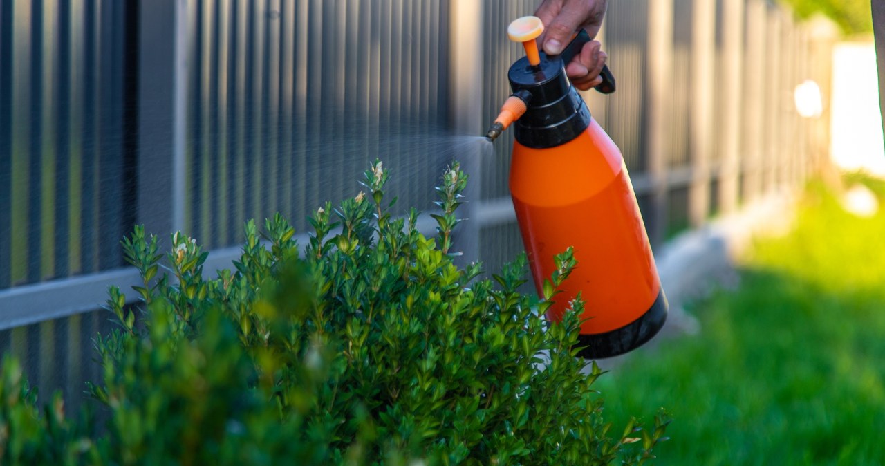Spray this on the boxwood in February. The larvae will fall off the twigs themselves