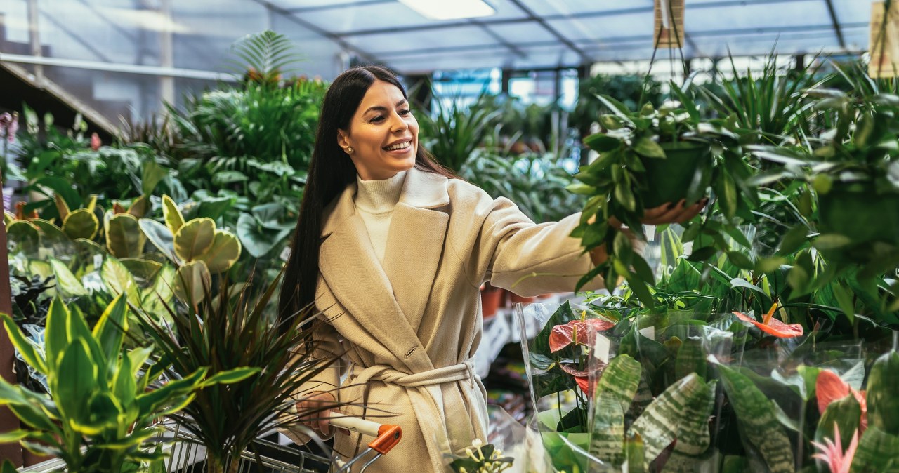 It has spectacular leaves and does not require sun. Perfect for a darkened apartment