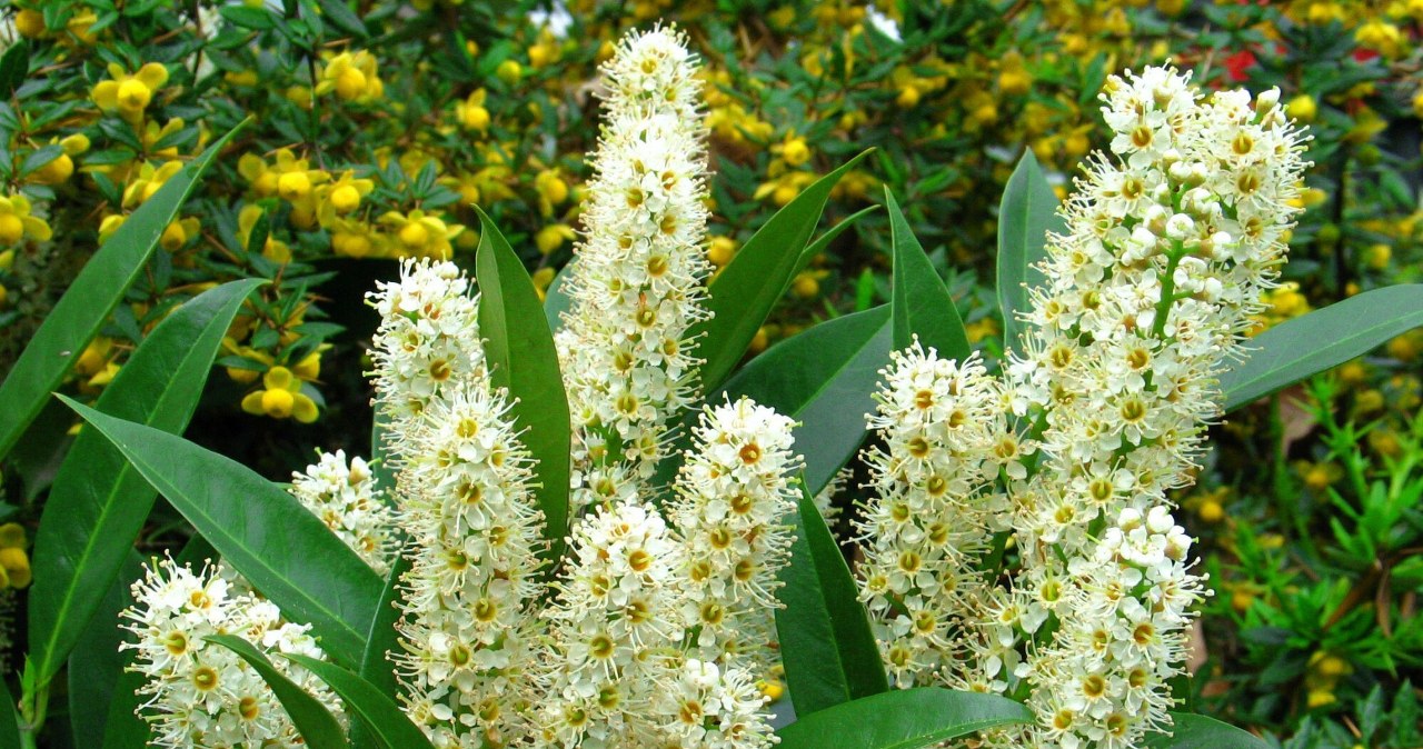 Cherry laurel turning brown? Don't wait, act quickly to save her