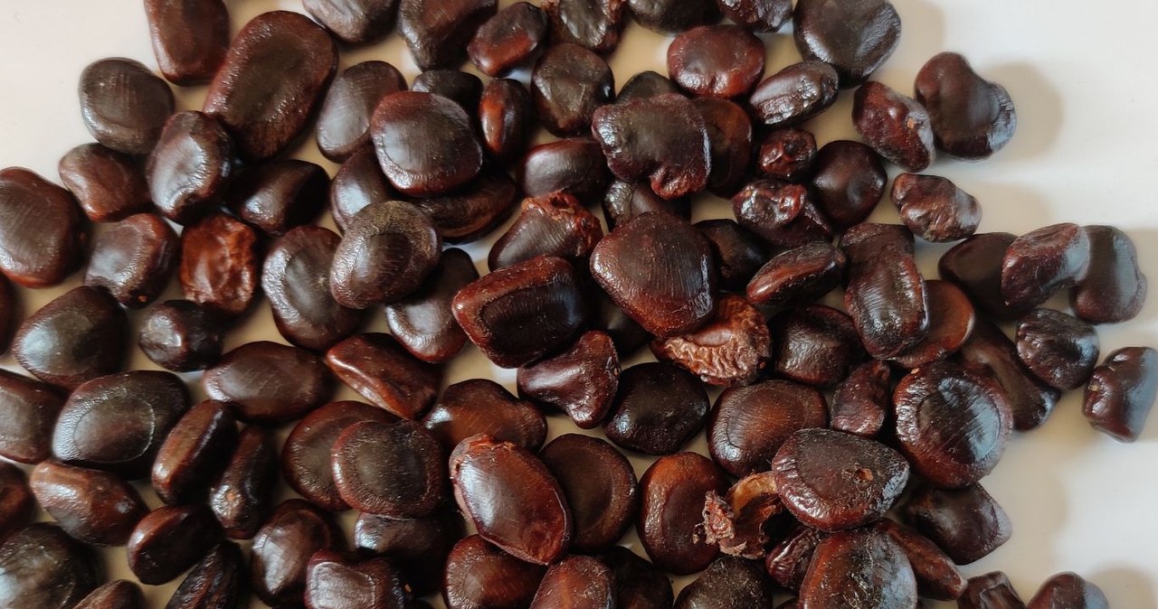 Recommended for seniors because it cares for joints, eyes and blood pressure. Can be eaten as a dried snack or paste