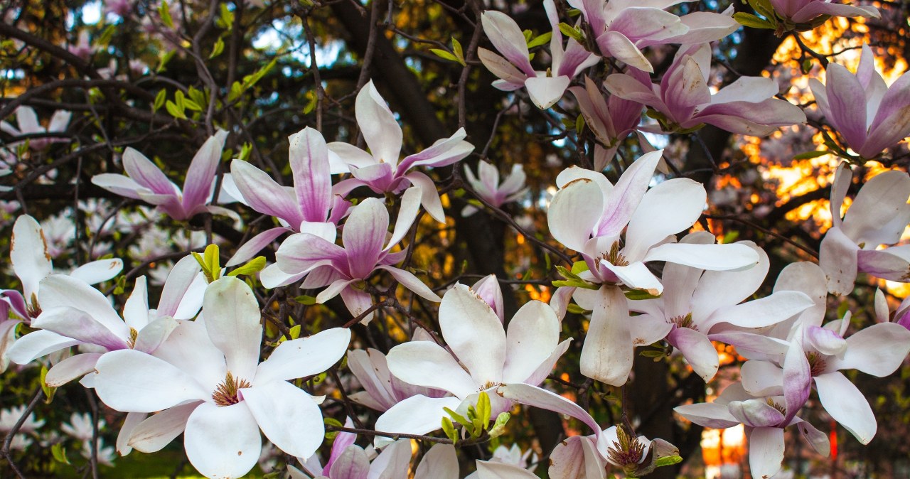Take care of your magnolia in March this way and it will be covered with flowers. Your neighbors will envy you